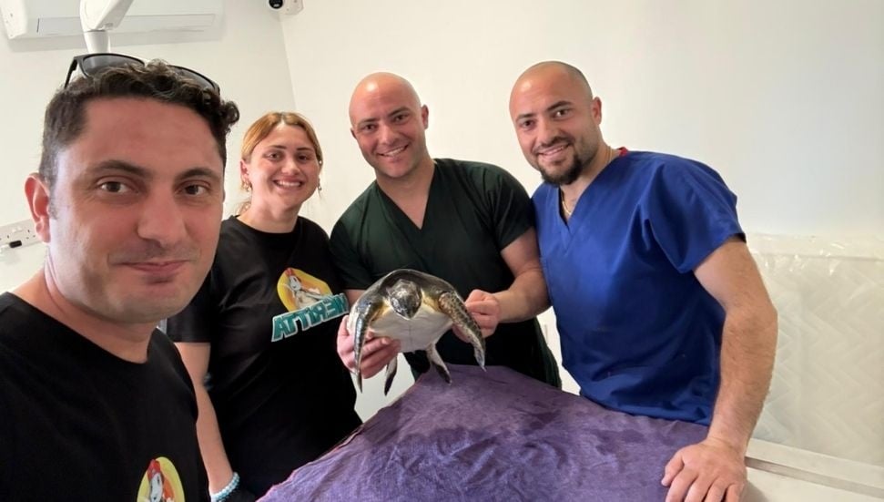 Yaralı Deniz Kaplumbağası Meritta, Hayata Döndü ve Farkındalık Yaratıyor