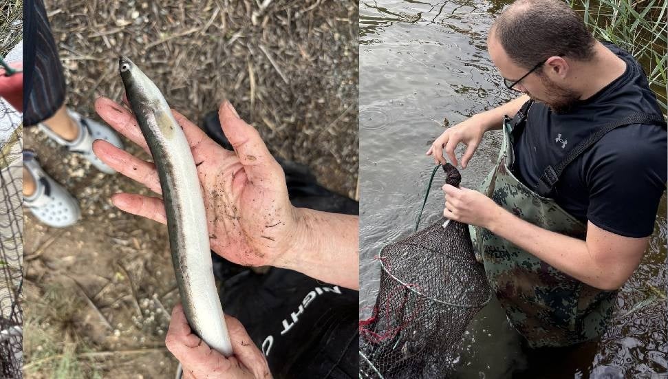 Güney Kıbrıs’ta Avrupa Yılan Balığı “Anquilla Anquilla” Keşfedildi