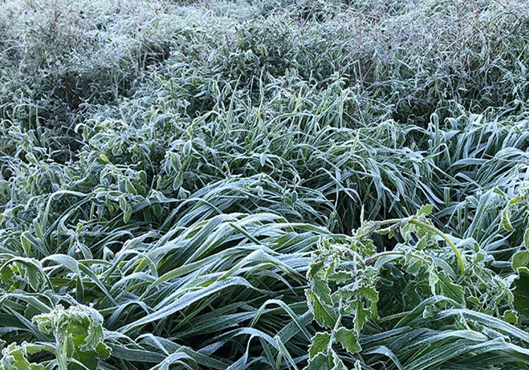 Meteoroloji: Bugün ve Çarşamba Yer Yer Don Olayı Bekleniyor