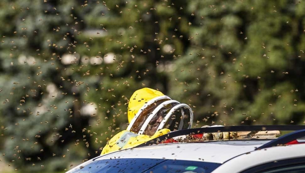 Arıların Su Altında Bir Hafta Yaşama Sırrı Çözüldü