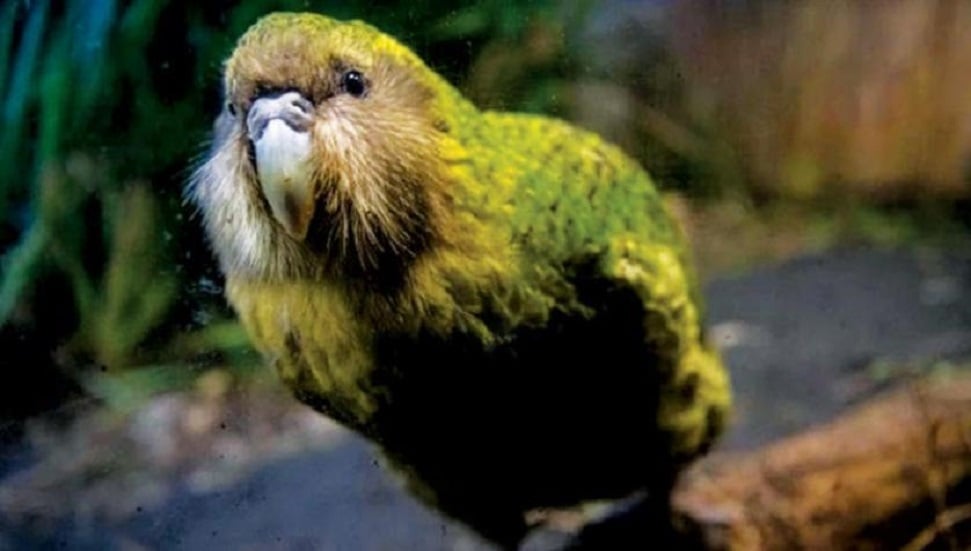 Papağan Ticaretinin Bin Yıllık Sırları Peru'da Ortaya Çıktı