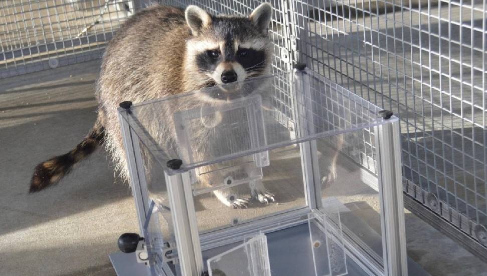 Rakunların Eğlence İçin Bulmaca Çözme Yeteneği Keşfedildi