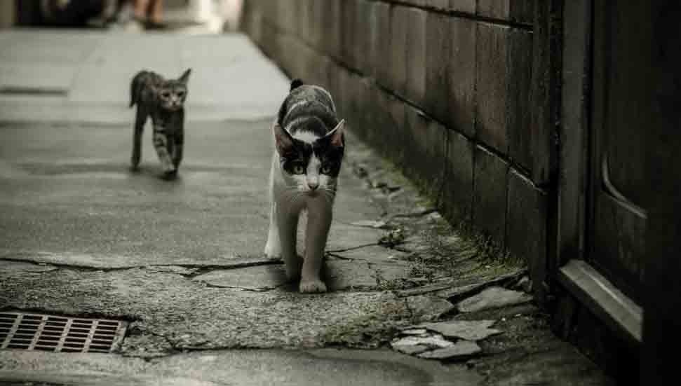 Karaoğlanoğlu'nda Kedilerin Zehirlenmesi: Altın Patiler Derneği Açıkladı