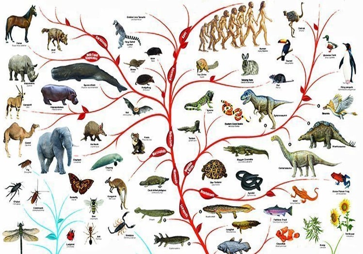 215 Milyon Yıllık Timsah, Timsah Evrimi Teorilerini Sarsıyor