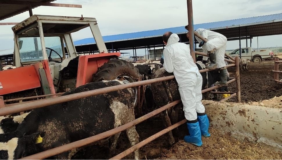 Güney Kıbrıs'ta Şap Hastalığı Karantinayı Aştı, Yeni Riskler Var