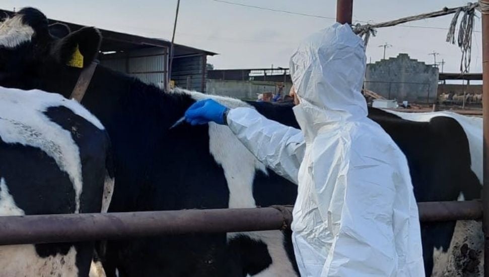 Şap Hastalığı Krizi: Çavuş ve Yeorgiadu Arasında Tartışma