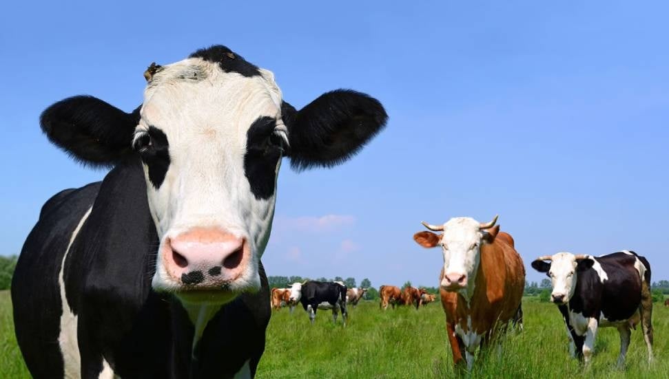 Şap Hastalığı Güney'de Yayılıyor: KKTC için AB Önlemleri Önerildi