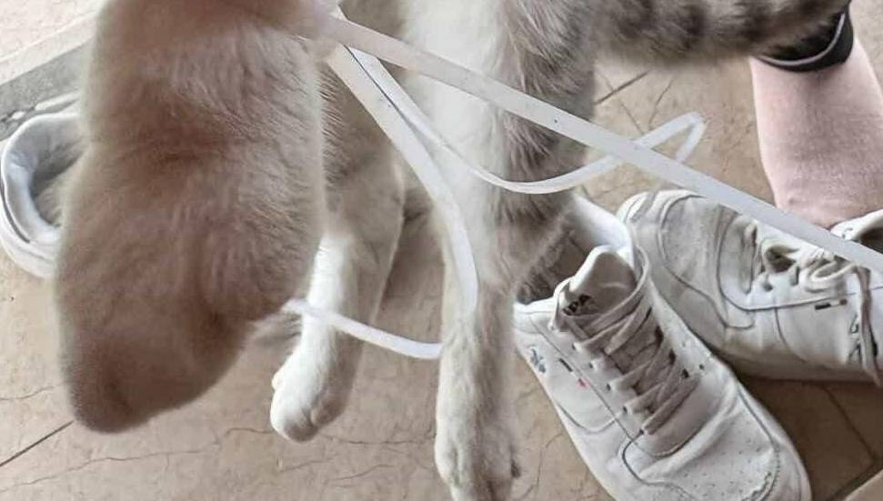 Aslanköy'de Kedinin Ayağına Plastik Kelepçe Takıldı!