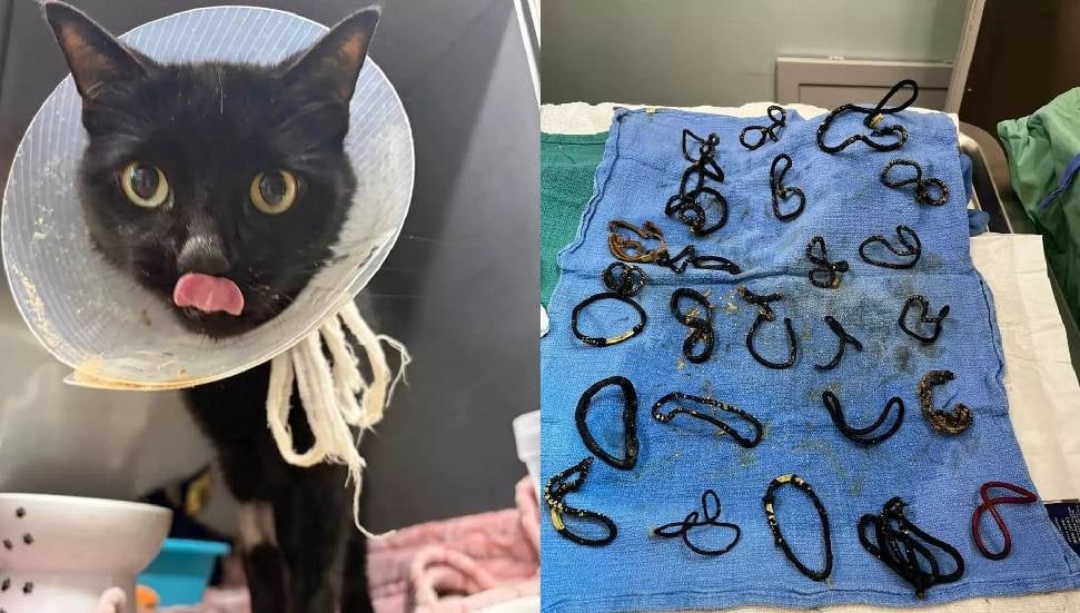 Kedinin Midesinde Bulunan 26 Saç Tokası: Ameliyatla Kurtarıldı