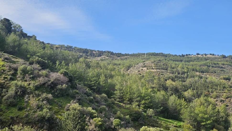 Yürüyüş Gruplarından Ortak Açıklama: Ormanlar Hepimizin Mirasıdır