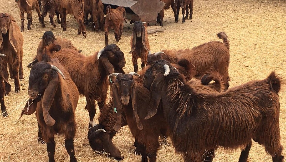 Devlet Üretme Çiftliği Oğlak, Keçi ve Teke Satışı Yapacak