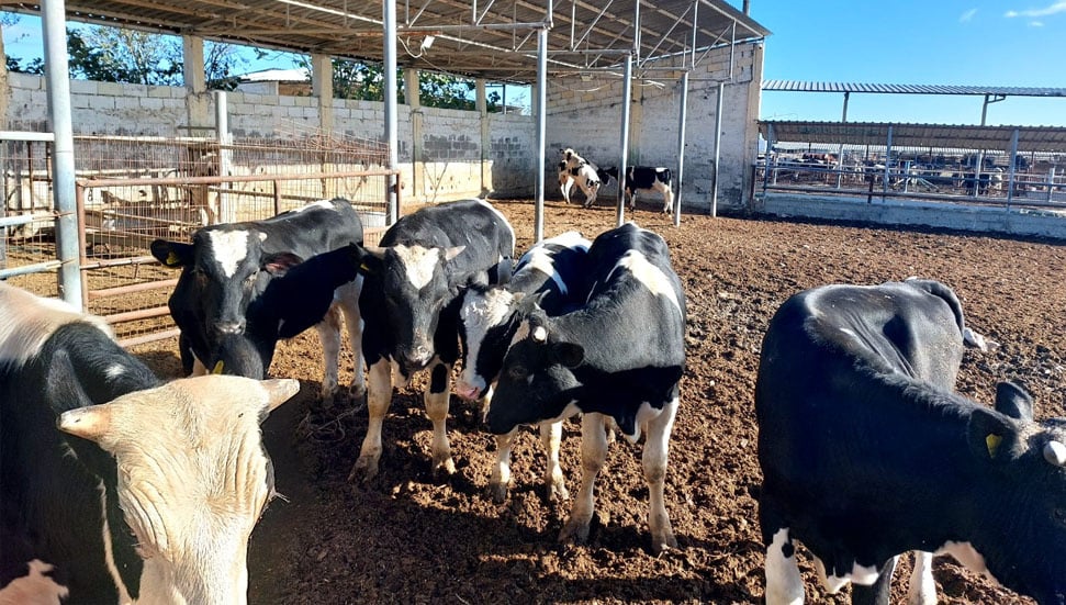 Kıbrıs Cumhuriyeti'ne kayıtlı çiftliklerin faaliyetleri askıya alındı