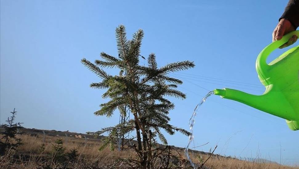 Yeniden Yeşil Kıbrıs: Yarında Ülke Genelinde Eş Zamanlı Fidan Dikimi