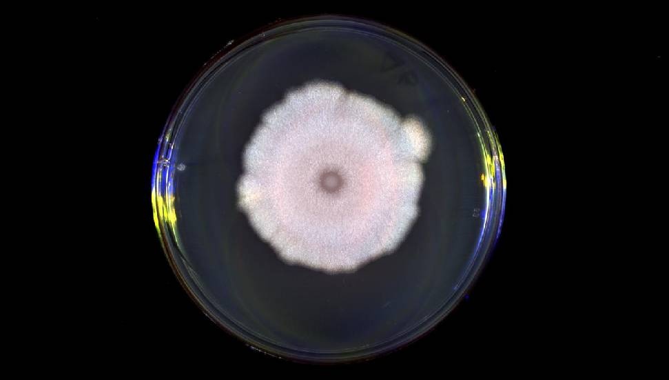 Virüslerin İletişim Yöntemleri: Farklı Sinyaller, Farklı Sonuçlar