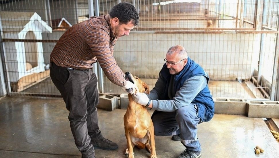 Gönyeli–Alayköy Belediyesi Hayvan Barınağı'nda 104 Canlı Korunuyor