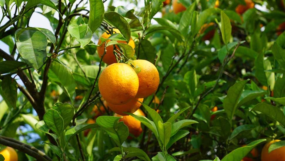 Narenciye İhracatçıları: Grev Ürünleri Bozulmadan Acil Çözüm İstiyor