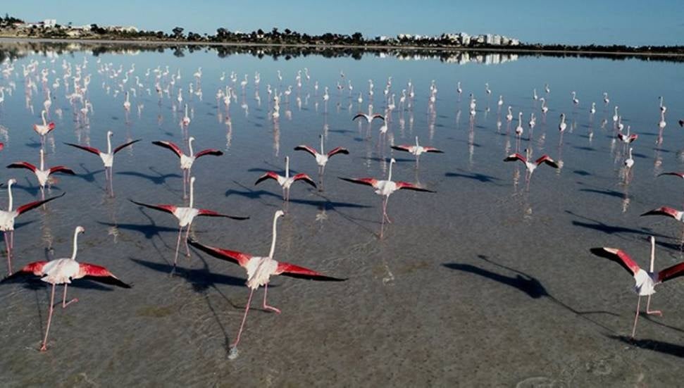 Larnaka Tuz Gölü ve Paralimni Gölü'nde Yüksek Kurşun Seviyesi Tespit edildi