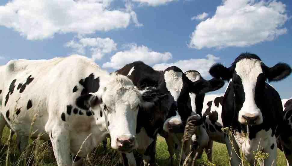 Şap Hastalığı Rum Yönetimi’nde Larnaka ve Lefkoşa'da Yayılıyor