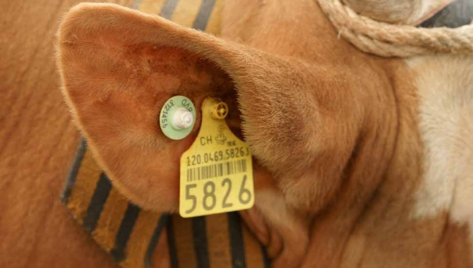 Güney Kıbrıs’ta şap hastalığı krizi: İki toplumlu komitede yeniden diyalog gündemde