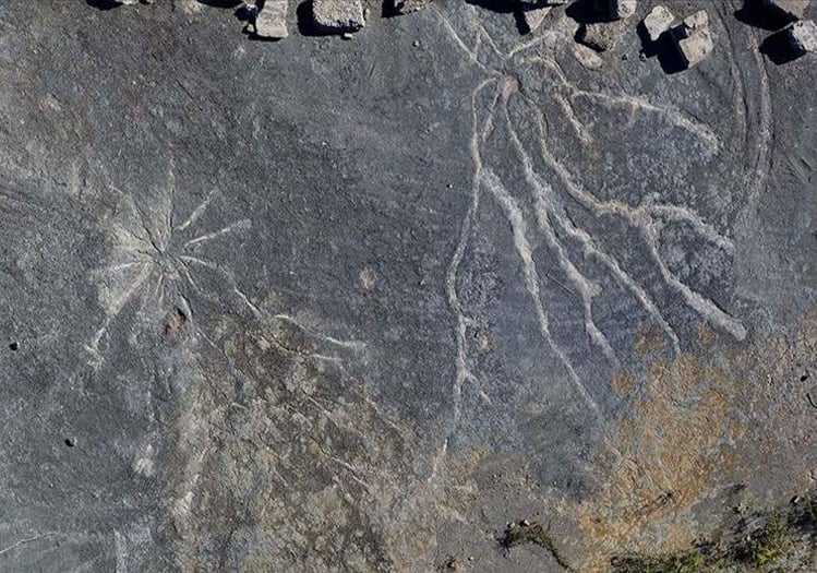 289 Milyon Yıllık Fosil, Nefes Alma Sistemimizin Kökenlerini Aydınlatıyor