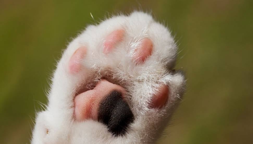 Alayköy'de Kedilere Yönelik Zehir Uyarısı: Altın Patiler Derneği Açıkladı