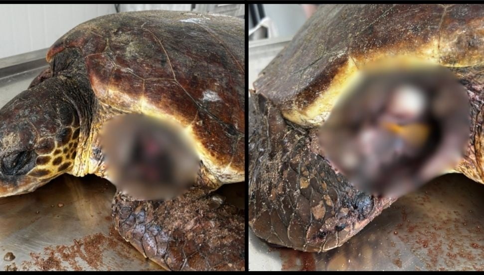 SPOT Marina Life: İskele'de çevre felaketi; deniz kaplumbağaları ölüyor