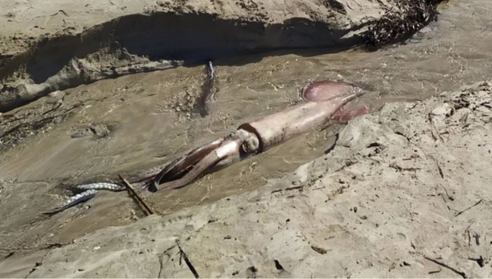 Baf'ta Sahile Vuran Dev Kalamar Olayı Nadir Görüldü