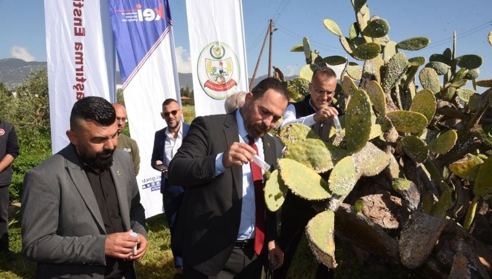 Babutsa Zararlısına Karşı 250 Avcı Böcek Doğaya Salındı