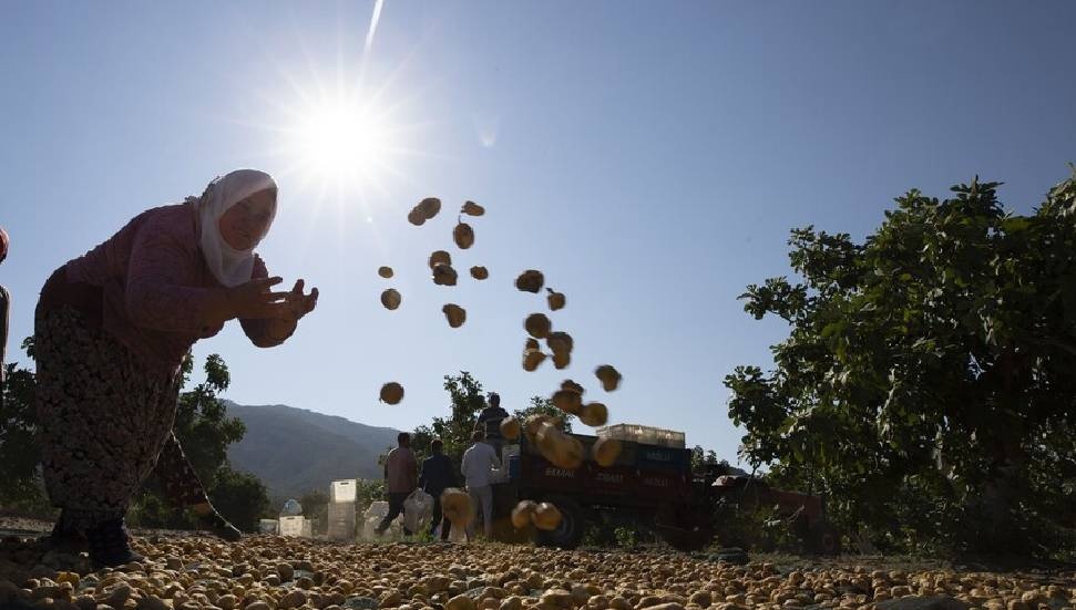 Dünya Meteoroloji Örgütü: Aşırı Sıcaklar 1 Milyar Kişiyi Tehdit Ediyor