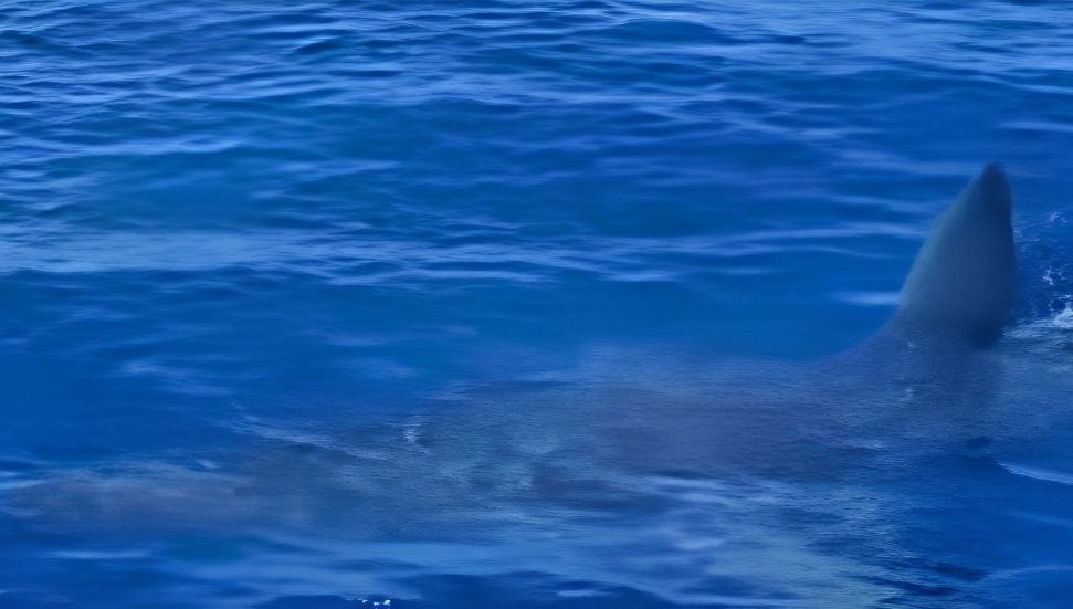 Alsancak'ta köpekbalığı paniği: Amatör balıkçı tekneyle karşılaştı