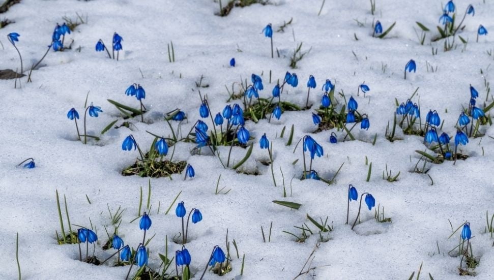 Kars'ta Bahar Çiçekleri Kar Altında Kaldı