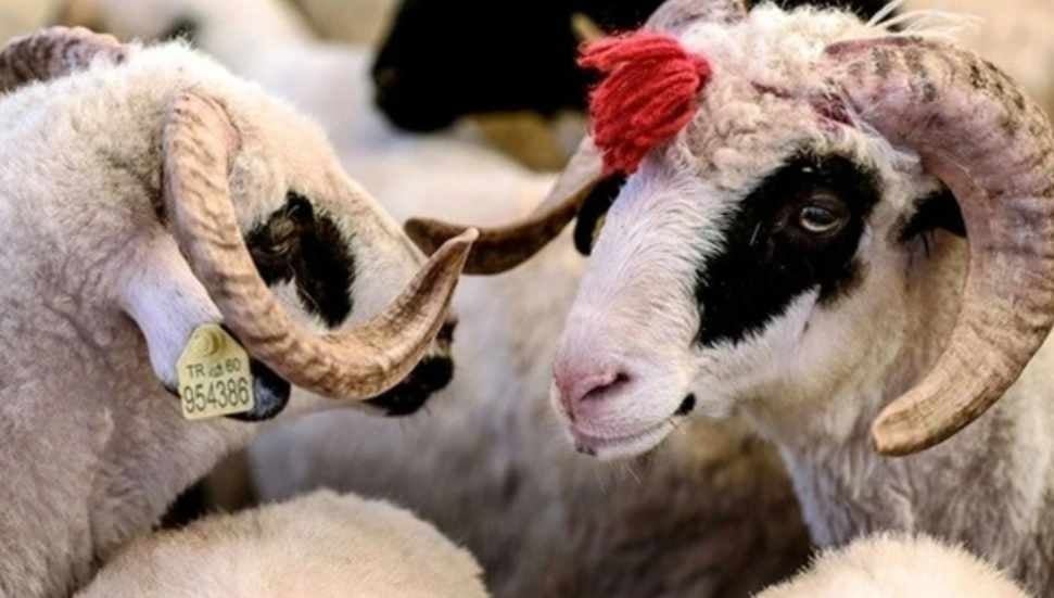 Kurban Kesim Bedelleri 2026: Yurt İçi 18 Bin, Yurt Dışı 7 Bin TL