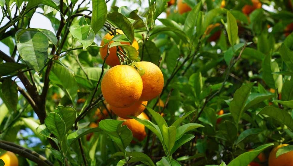 Doludan Zarar Gören Narenciye Üreticilerine 2,2 Milyon TL Tazminat