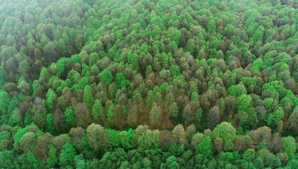 East Sussex'te Ağaçlara İnsan Hakları Tanındı
