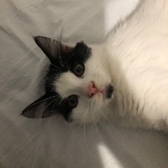 hodor