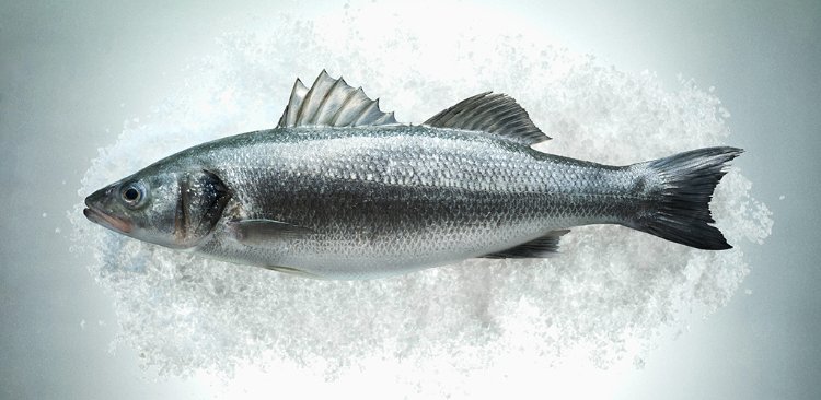 Sea Bass