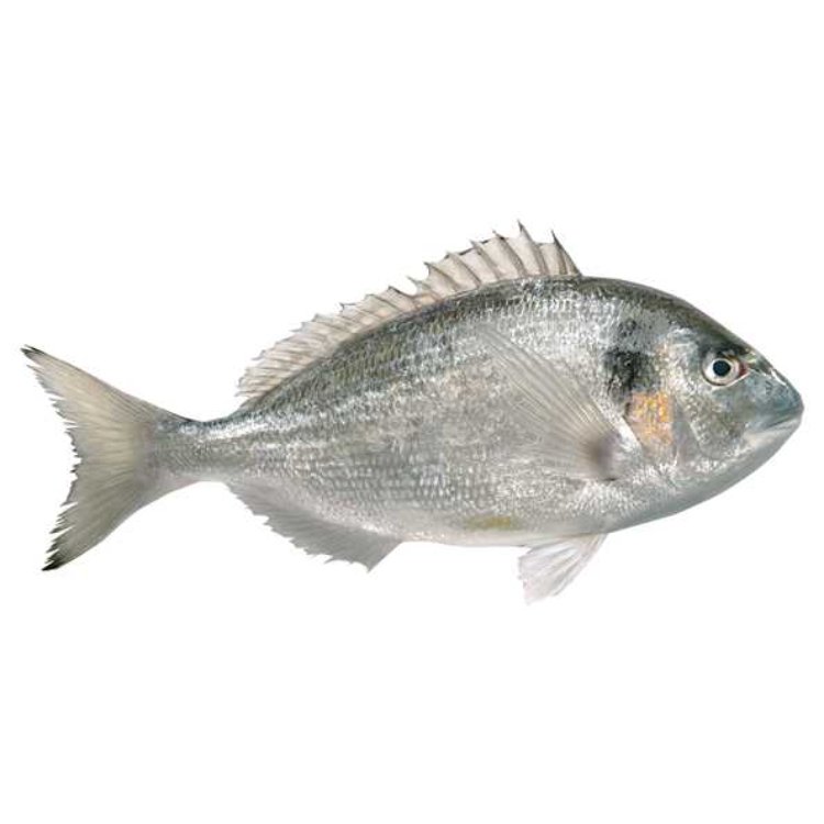 Sea Bream