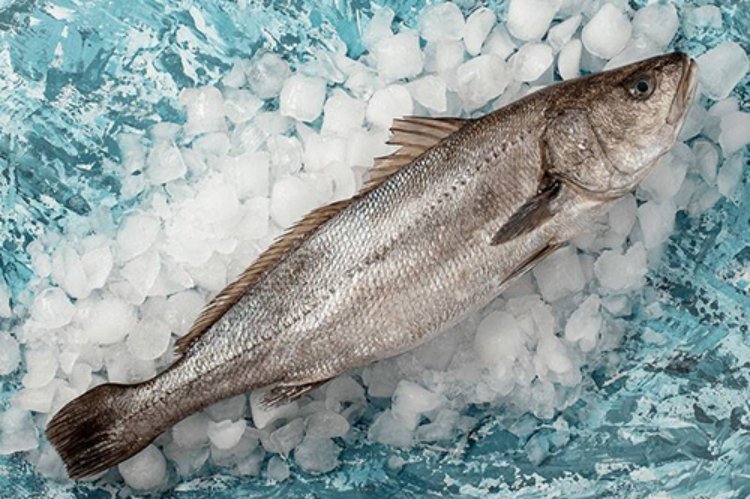Rockfish