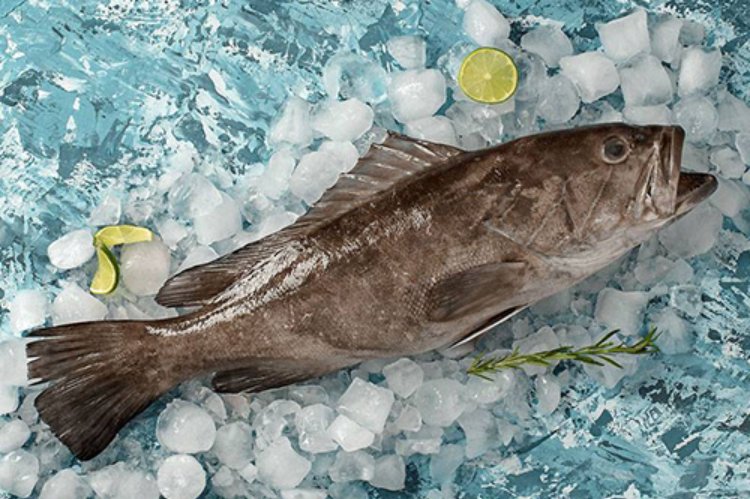White Grouper