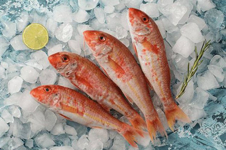 Red Mullet