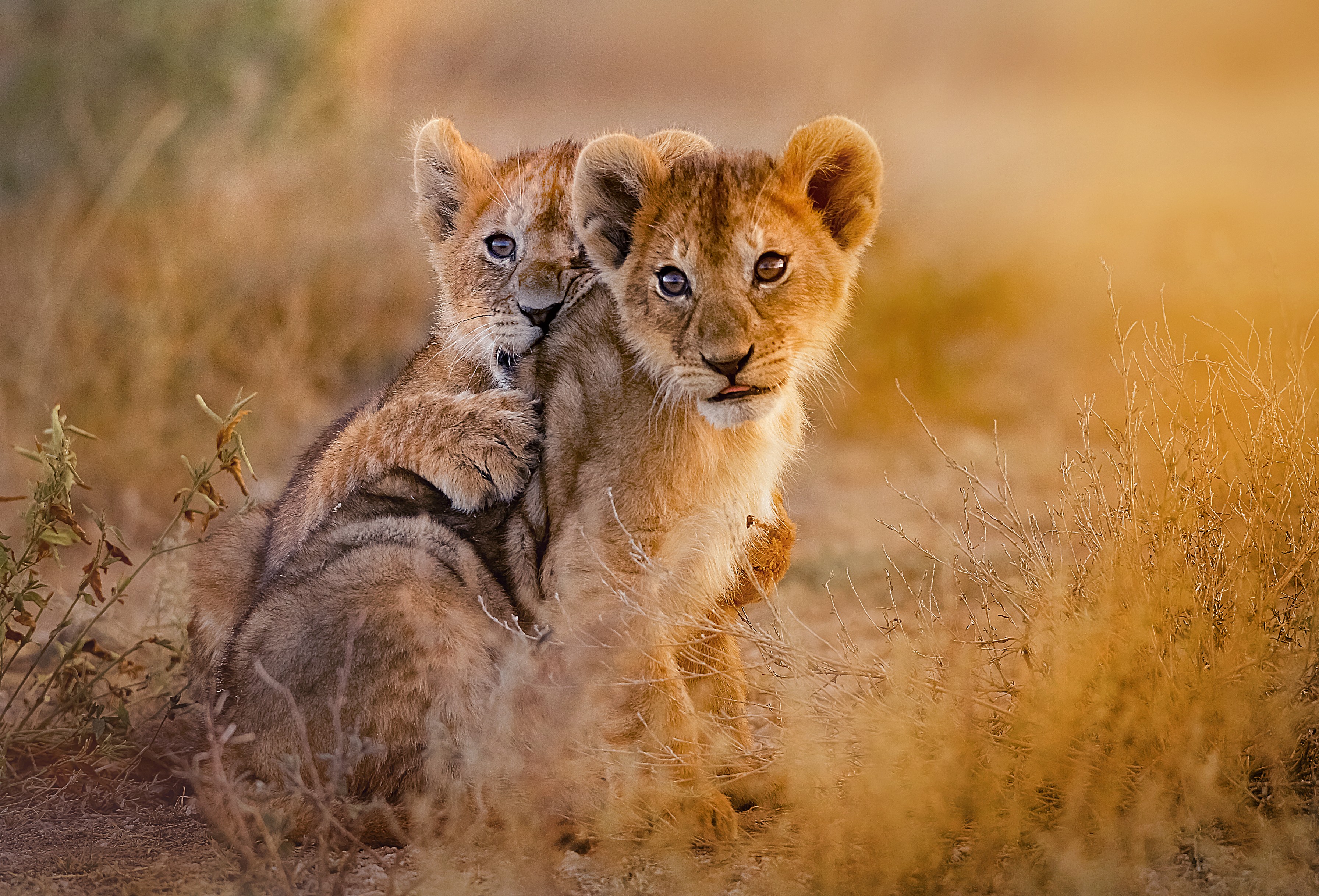 An iconic safari in Kenya