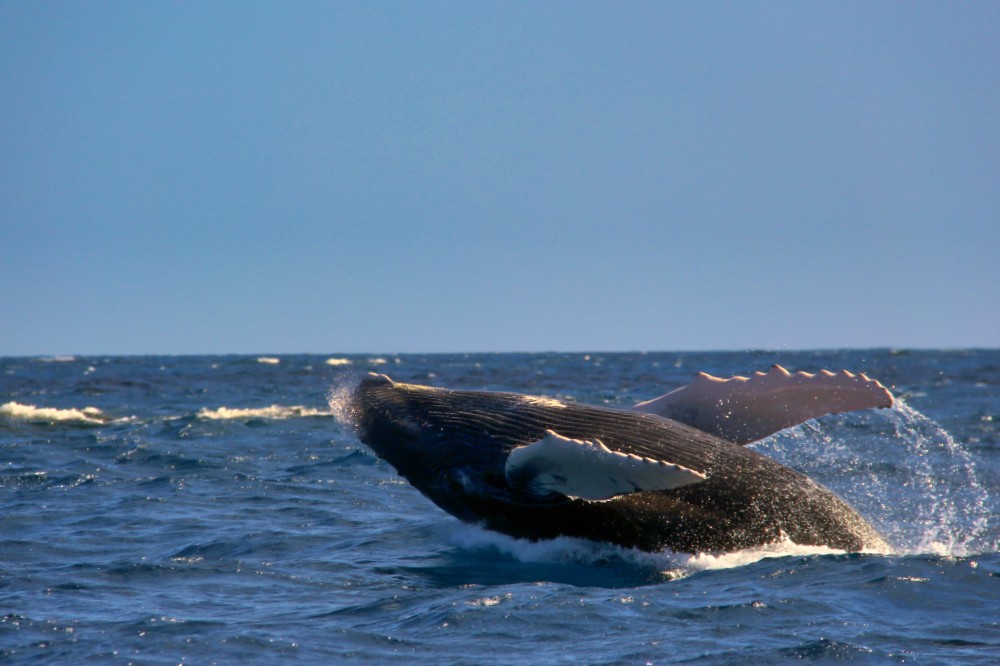 Whales and wine in South Africa