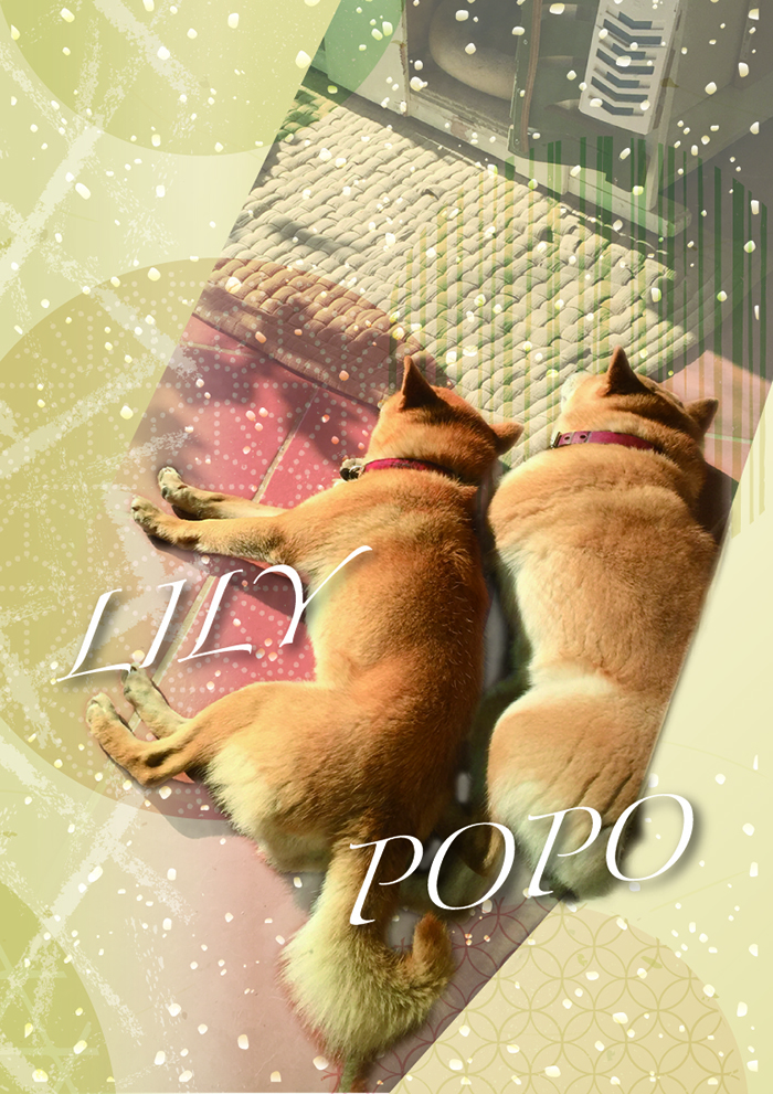 飼い犬のカード