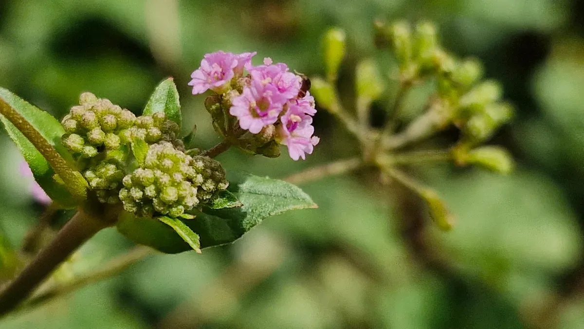 Hero 01 - Boerhavia Concinna