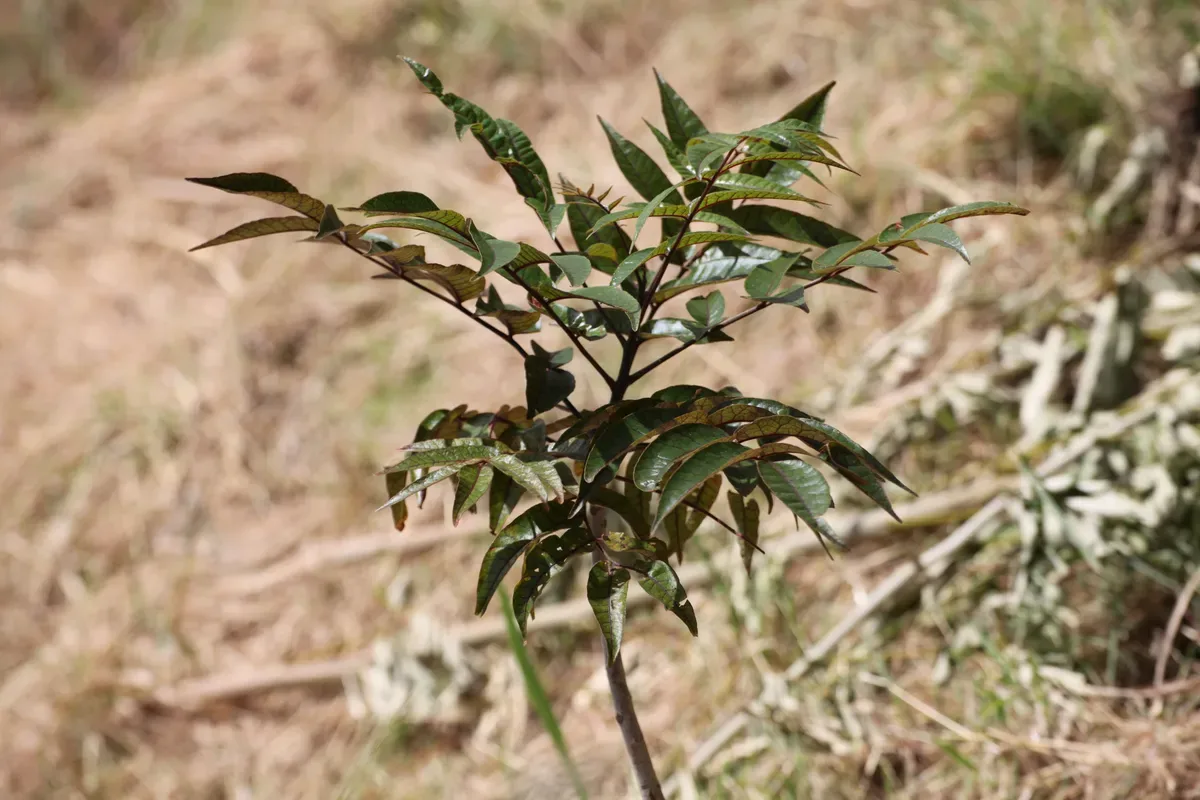 Hero 02 - Poupartia Borbonica sapling