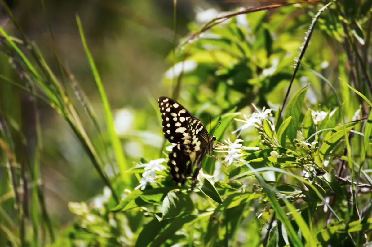 Hero 03 - Black with yellow spots butterfly on Bois Capri