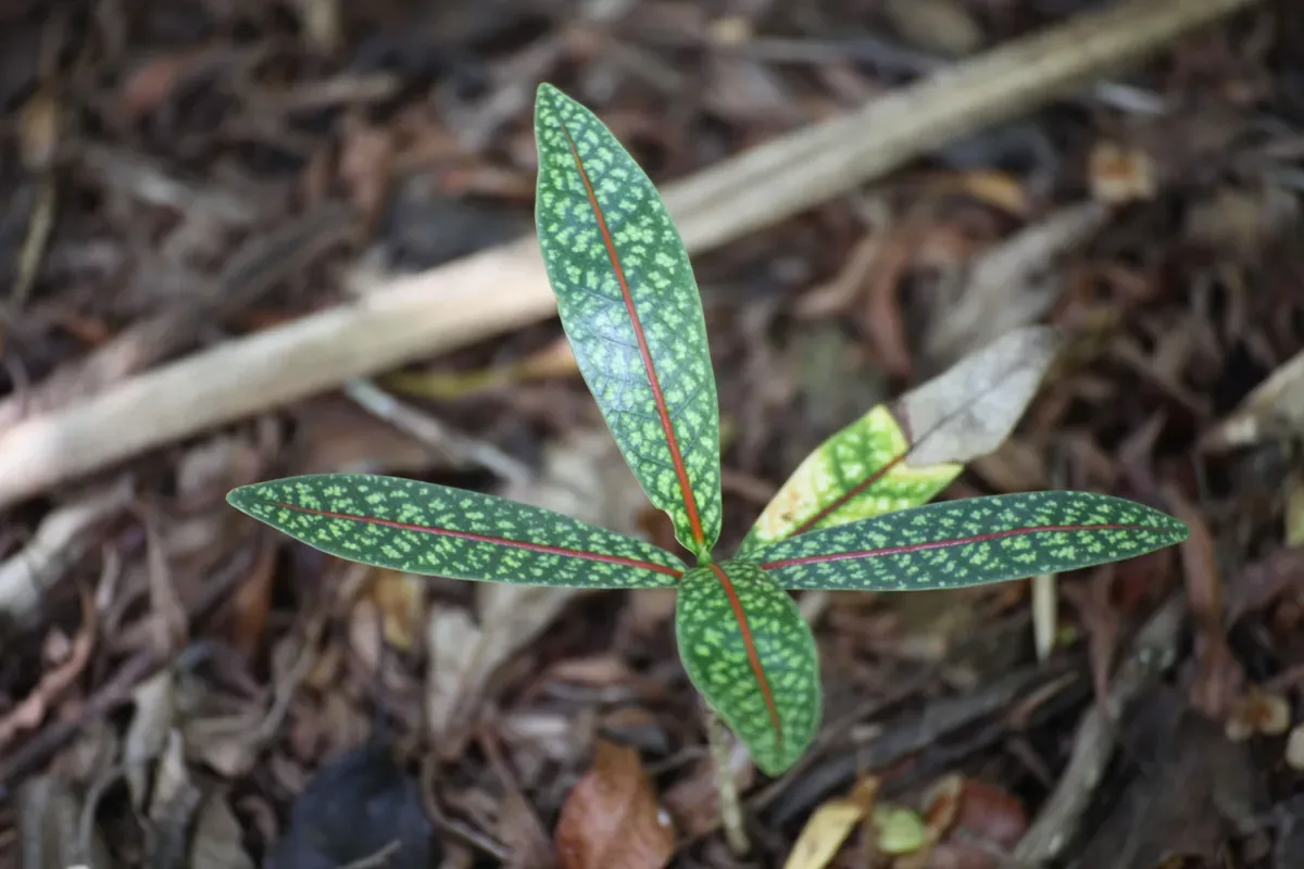 Hero 05 - Bois de Rat seedling