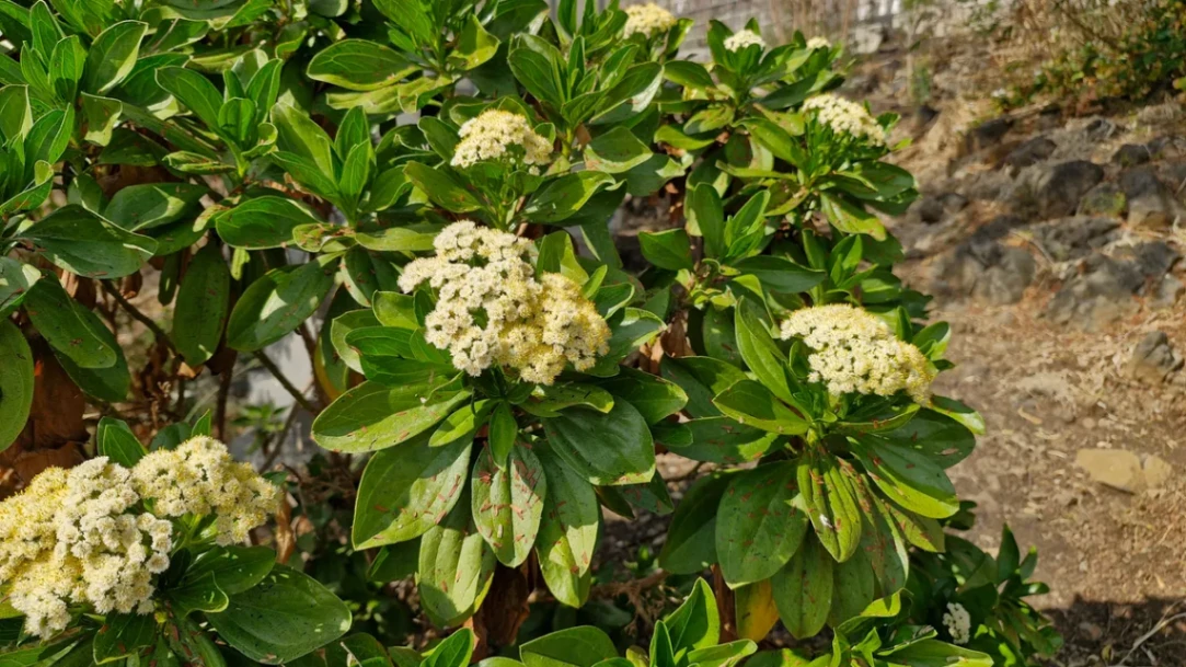 Hero 10 - Psiadia lithospermifolia in flower