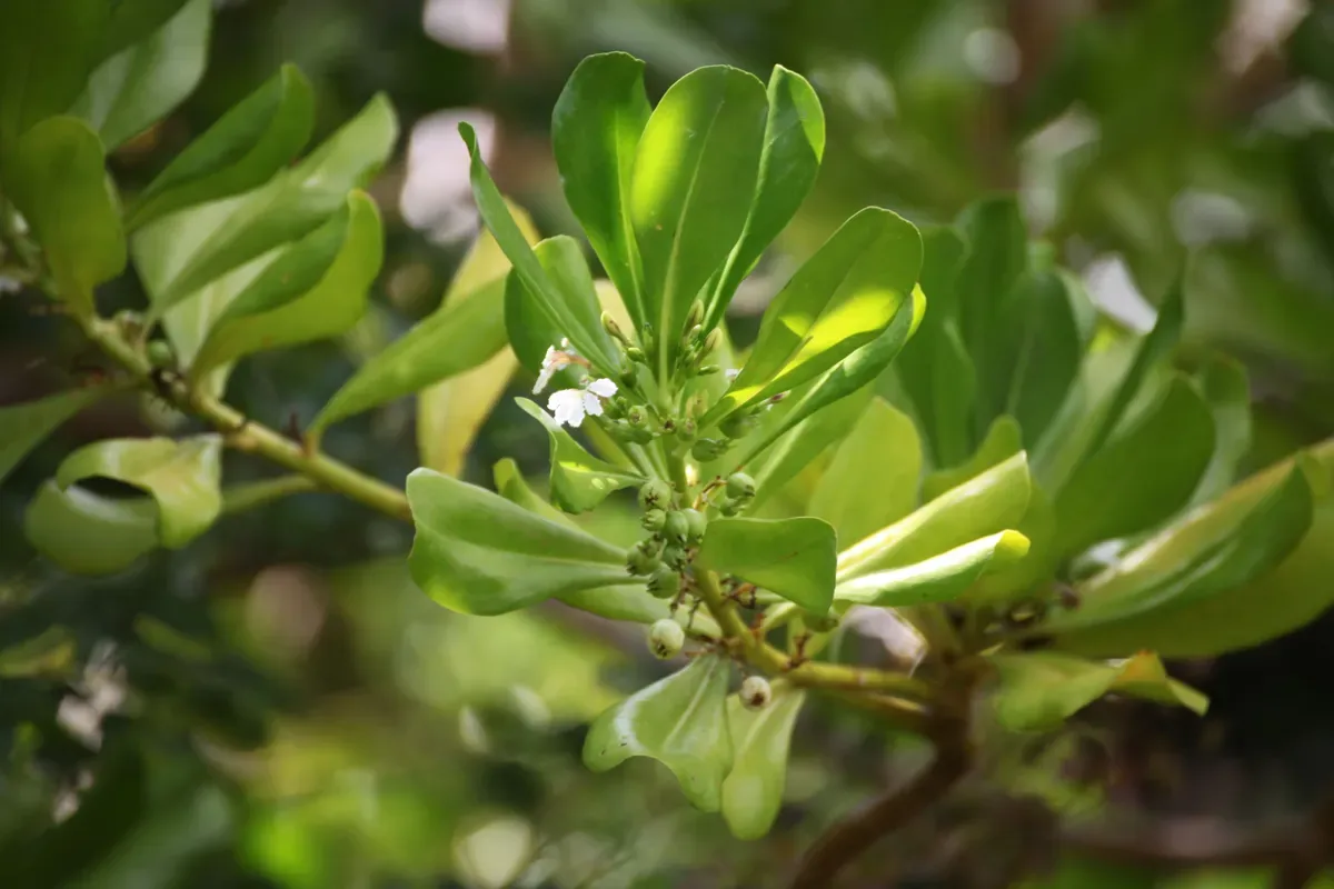 Hero 11 - Scaevola Taccada fruiting