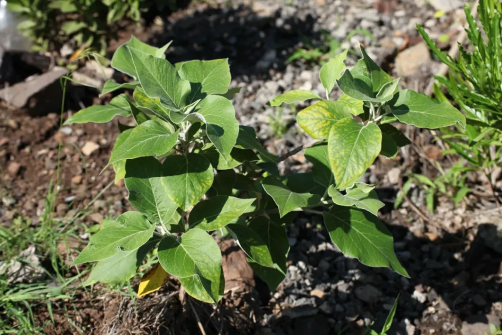 Hero 12 - Distephanus populifolius sapling